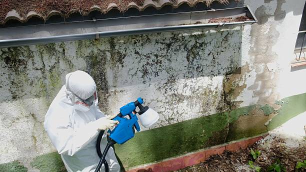 Top rated local Mold Remediation specialists in Waverly, TN